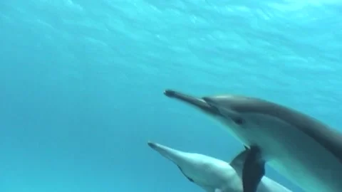 Two Spinner Dolphin (Stenella rongirostris) Dancing Together Stock Footage 291281357