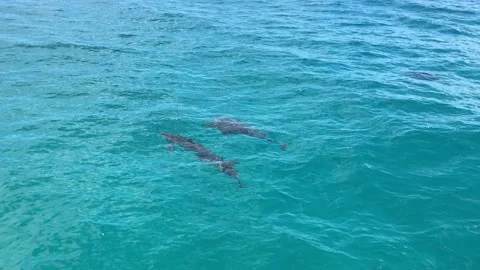 Two spinner dolphins Stock Footage 144461259