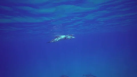 Two Spinner Dolphins Surface Then Swim to Sand Bottom Stock Footage 82406275