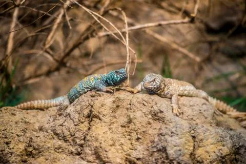 Two spiny tailed lizards Stock Photos