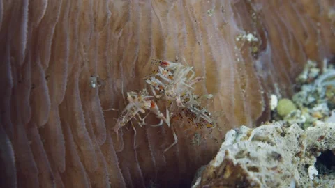 Two Spiny Tiger Shrimp (Phyllognathia ceratophthalma). 60fps 1 of 3 Stock Footage 338036138