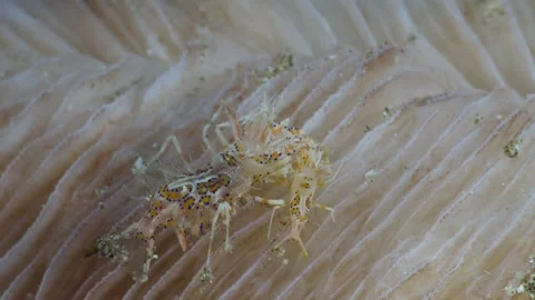 Two Spiny Tiger Shrimp (Phyllognathia ceratophthalma). 60fps 2 of 3 Stock Footage 338055865