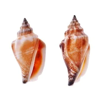 Two spiral seashell Stock Photos