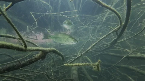 Two splendid black bass wait to devour a school of bleak in a submerged bush. Stock Footage 278324426