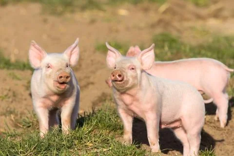 Two splendid piglets on a field in a good mood Stock Photos