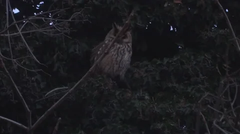 Two spooky Long-eared Owl taking off from a tree at night, Eurasian Eagle-Owl Stock Footage 34441518