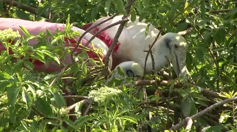 Two Spoonbills building nest Stock Footage 41719608