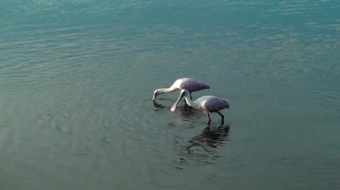 Two Spoonbills catching food Stock Footage 28076374
