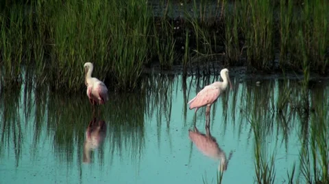Two Spoonbills preening in the shallow water Stock Footage 28080602