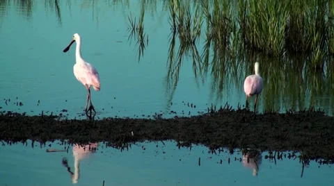 Two Spoonbills walking away Stock Footage 28088504