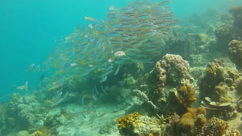 Two-spot Banded Snapper School Swimming Over Coral Reef Stock Footage 346347273