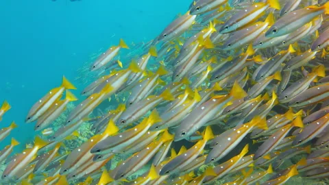Two-Spot Banded Snapper Schooling Over a Coral Reef Stock Footage 346348762