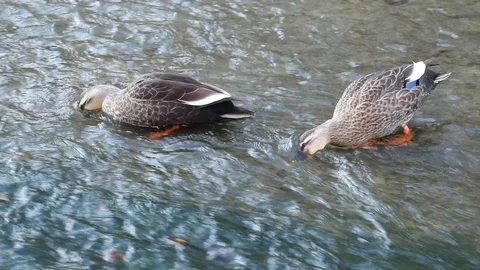 Two Spot-Billed Ducks are on the feed in the brook. Stock Footage 100058922