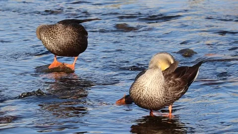 Two Spot-Billed Ducks are grooming themselves in the brook. Stock Footage 100059973