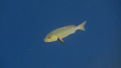 Two-spot red snapper fish swimming in the deep blue sea. 4K Stock Footage 128826006