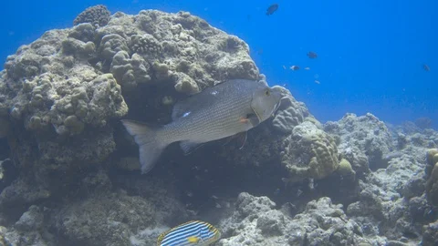 Two-spot red snapper resting on the bleached coral reef. Maldives. 4K Stock Footage 128769149