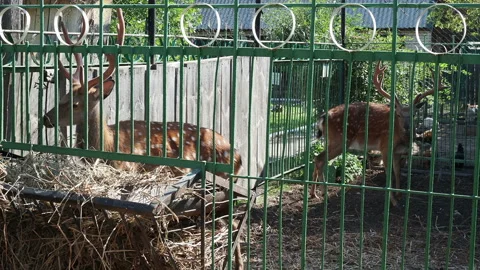 Two spotted deer with big horns eat hay in a zoo behind a fence Stock Footage 138342748