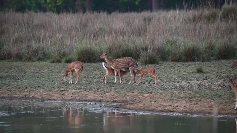 Two spotted deer calf feeding on their mother's milk in Kanha national park Stock Footage 275166594