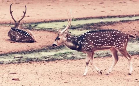 Two spotted deer in captive Stock Photos