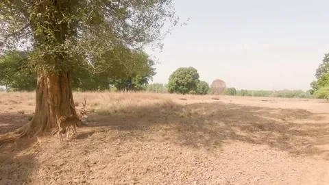 Two Spotted Deer Stock Footage 206805662