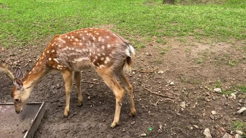 Two spotted deer in a forest clearing, wild fallow deer  Stock Footage 337553064