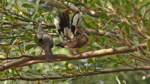 Two spotted dove to clean oneself - Streptopelia Chinensis Video stock 103045590