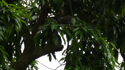 Two Spotted Dove Stock Footage 319998051