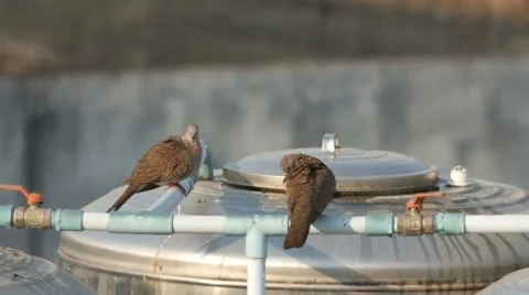 Two spotted doves are cleaning isself on water storage tank Stock Footage 62209254