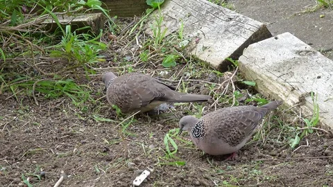 Two spotted doves are foraging Stock Footage 91278975