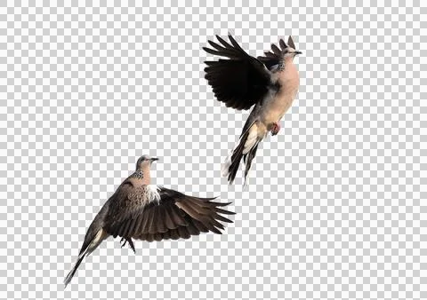 Two spotted doves spread their wings in the air. PNG file. Фото