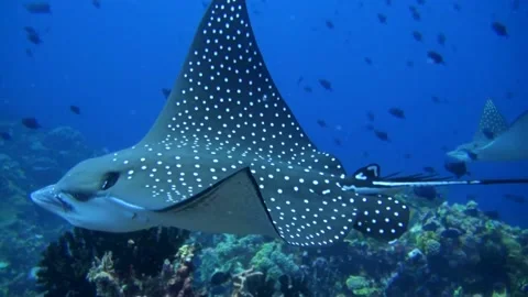 Two Spotted Eagle Rays (Aetobatus latice... Stock Video Pond5
