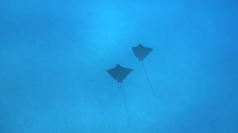 Two spotted eagle rays in the deep blue sea Stock Footage 86248354