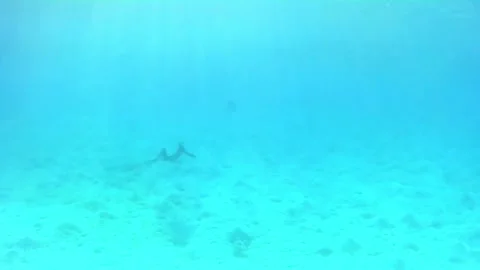 Two Spotted Eagle Rays Separate After Spotting a Snorkeler in the Red Sea Stock Footage 339629014