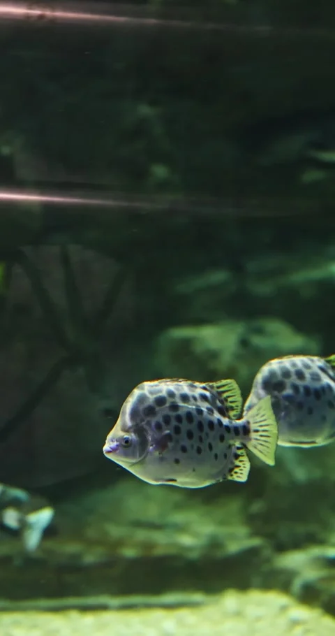 Two Spotted Fish Swimming Slowly in Aquarium Видео 327690424