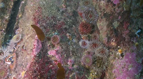 Two spotted goby Video stock 47864986