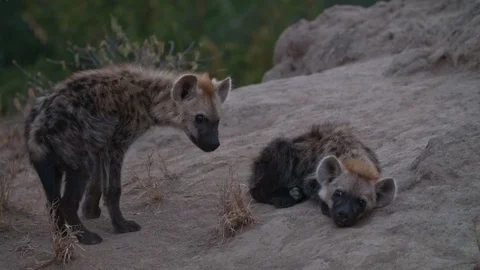 Two spotted hyena cubs curled up on a rock Stock Footage 114797853