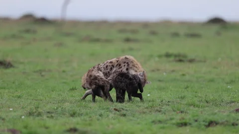 Two spotted hyenas greeting on green savannah, Masai Mara Stock Footage 333896945