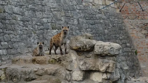 Two spotted hyenas sit together on stone steps near a rocky wall inside a zoo Stock Footage 325789976