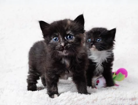 Two spotted kittens Stock Photos