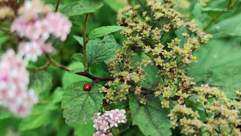 Two-spotted lady beetle on leaf Stock Footage 231341900
