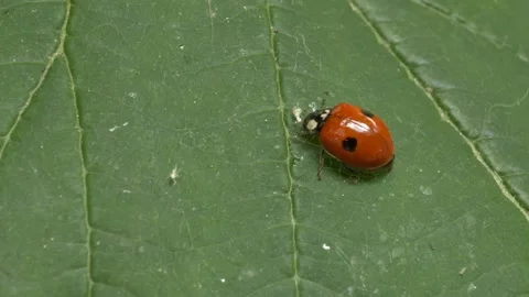 Two-Spotted Ladybug Eating Insect On Green Leaf, Carnivorous Beetle Video stock 131079657