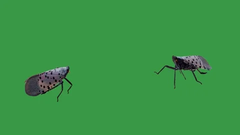 Two Spotted Lanternflies Green Screen Stock Footage 339499178
