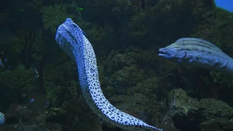 Two spotted moray eels swim gracefully in an aquarium at Oceanarium Видео 305851689