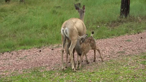 Two Spotted Mule Deer Fawns Nursing on a Doe in summer Stock Footage 266842353