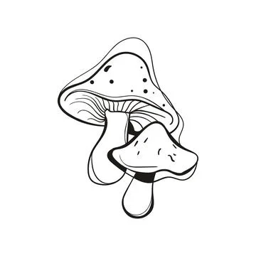 Two Spotted Mushrooms Cluster Line Art Vector Stock Illustration