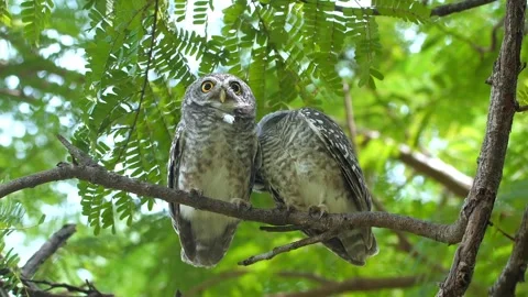 Two spotted owlets perched on tree branch in tropical forest Stock Footage 334231889