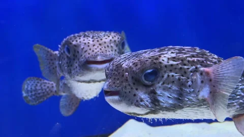 Two Spotted Pufferfish Swimming In Blue Aquarium Water Close Up Vídeos de archivo 345658408