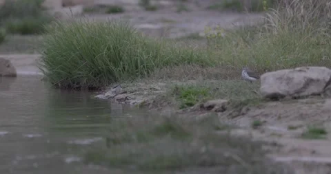 Two spotted sandpipers with one drinking at river edge Stockbeeldmateriaal 334484180