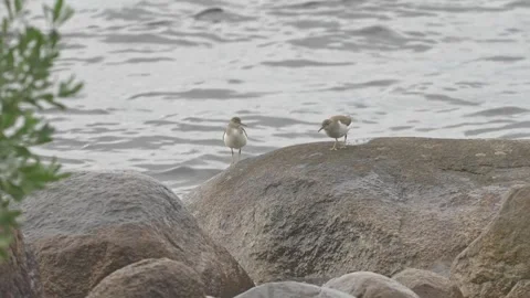 Two Spotted Sandpipers Walking on Rocks by Splashing Waves Stock Footage 343663842