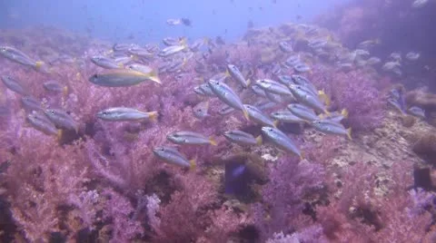 Two spotted snapper at a beautiful coral reef clip 2 Stock Footage 20482467